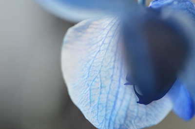  le cimetiere des fleurs 